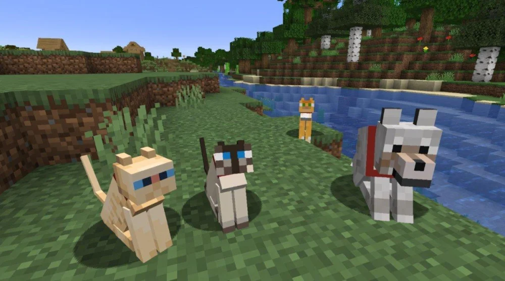 Vị trí xuất hiện của mèo và mèo đen Minecraft