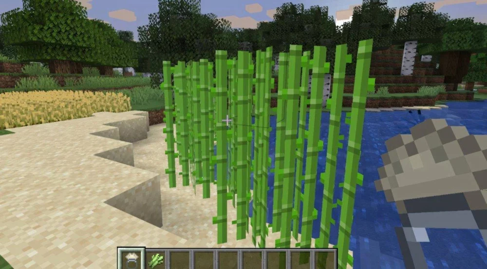 Cách tìm và thu hoạch mía đường ven sông Minecraft