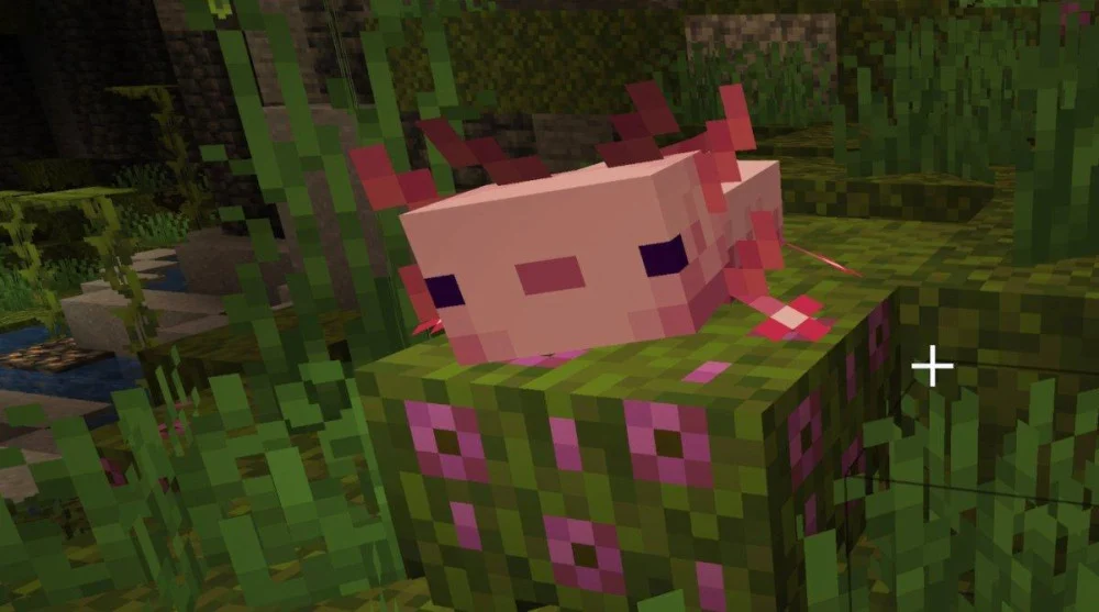 Cẩm nang tìm kiếm và thuần hóa Axolotl Minecraft