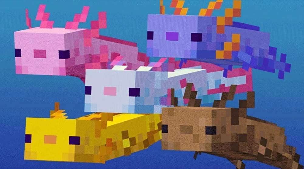 Phân loại màu sắc và tỷ lệ xuất hiện Axolotl
